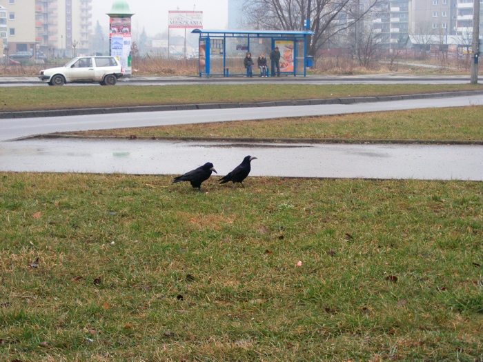 DSCF1017.JPG