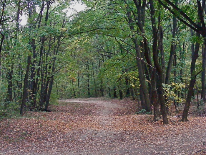 DSCF1009.JPG