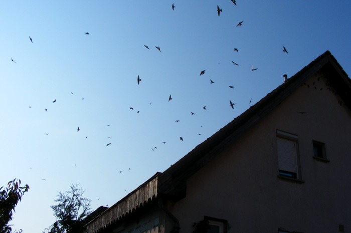 DSCF1006.JPG