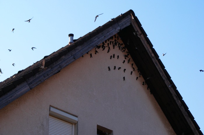 DSCF1007.JPG