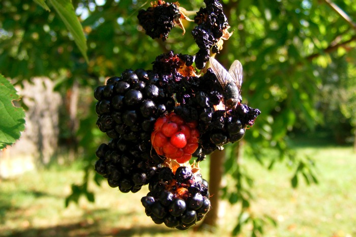 DSCF1024.JPG