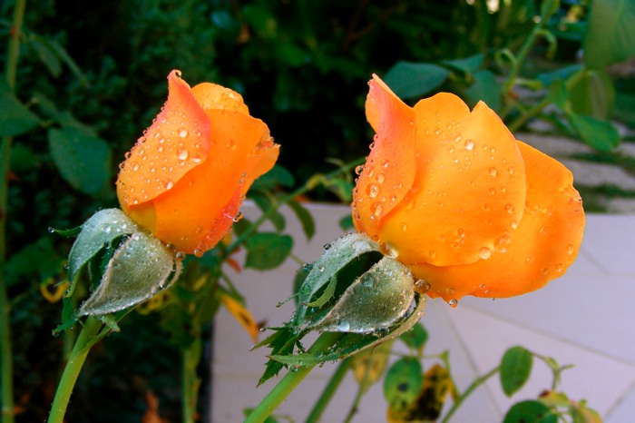DSCF1052.JPG
