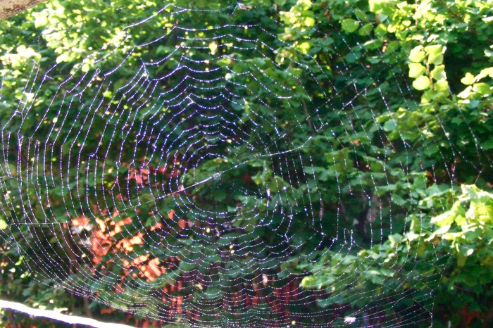 DSCF1108.JPG
