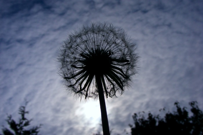 Dandelion