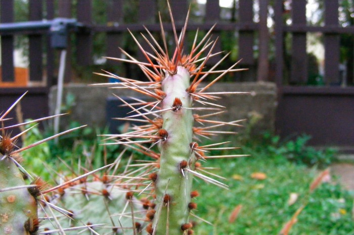 DSCF1518.JPG