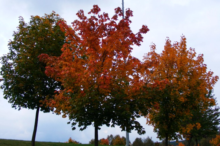 FallTrees