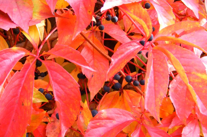 DSCF1533.JPG