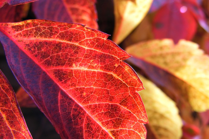 FallLeaf