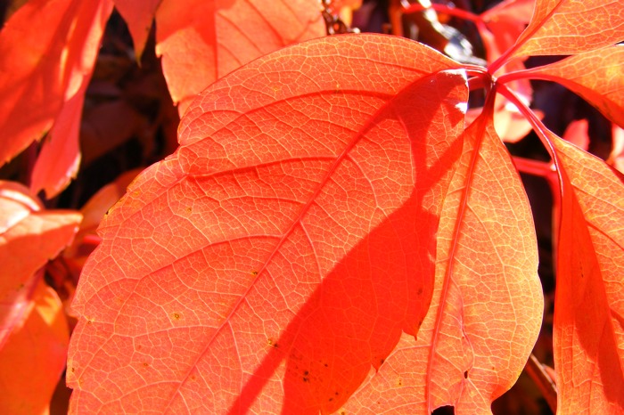 DSCF1577.JPG