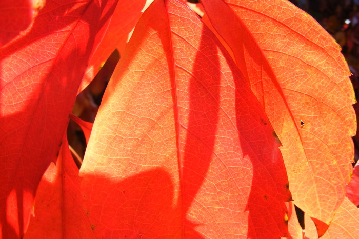 DSCF1579.JPG
