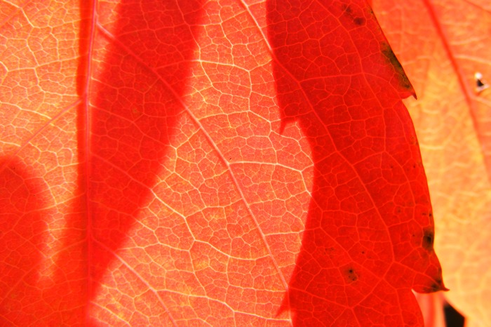 DSCF1580.JPG