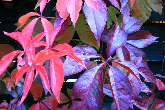 DSCF1596.JPG