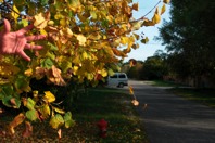 FallLeaves
