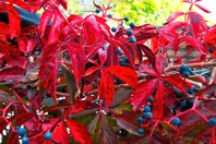 RedFallLeaves