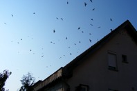 DSCF1006.JPG