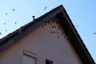 DSCF1007.JPG