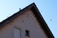 DSCF1017.JPG