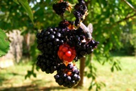 DSCF1024.JPG