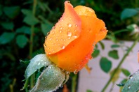 DSCF1050.JPG
