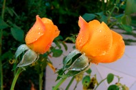 DSCF1052.JPG