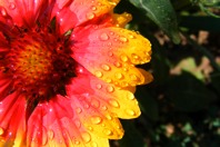Daisy
