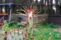 DSCF1518.JPG