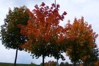 FallTrees
