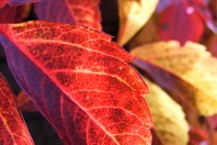 FallLeaf