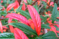 DSCF1567.JPG