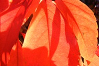 DSCF1579.JPG