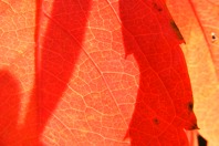 DSCF1580.JPG