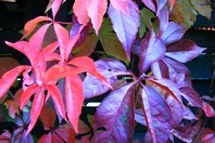 DSCF1596.JPG
