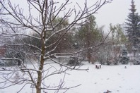 DSCF1985.JPG